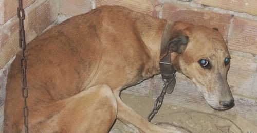 Νέα κακοποίηση ζώων στην Κρήτη - Σκυλάκος σε άθλια κατάσταση [video] - Φωτογραφία 1