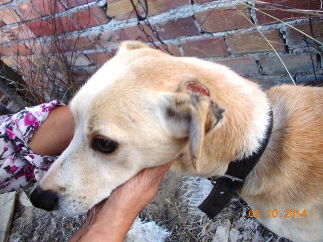 Νέα κακοποίηση ζώων στην Κρήτη - Σκυλάκος σε άθλια κατάσταση [video] - Φωτογραφία 3