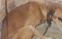 Νέα κακοποίηση ζώων στην Κρήτη - Σκυλάκος σε άθλια κατάσταση [video] - Φωτογραφία 1