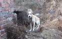 Νέα κακοποίηση ζώων στην Κρήτη - Σκυλάκος σε άθλια κατάσταση [video] - Φωτογραφία 2