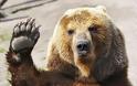 Αυξάνονται οι αρκούδες στην Ελλάδα