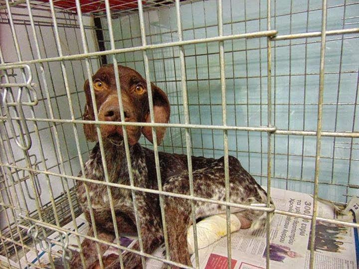 Εικόνες φρίκης: Άγνωστοι βασάνισαν κυνηγόσκυλο με... καυστικό οξύ! [photos] - Φωτογραφία 1