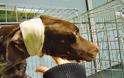 Κομοτηνή: Βασάνισαν σκύλο ρίχνοντάς του καυστικό οξύ