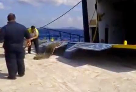 ΑΠΙΣΤΕΥΤΟ βίντεο: Αυτοκίνητα στην Αλόννησο «πετούν» για να μπουν στο πλοίο! - Φωτογραφία 1