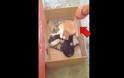 Πάτρα: Μαθητές κακοποιούν γατάκι και το... διασκεδάζουν - Τράβηξαν και βίντεο - Φωτογραφία 2