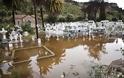 ΣΟΚΑΡΟΥΝ οι φωτογραφίες από τον Αστακό μετά τη καταιγίδα - Καταστροφικές οι εικόνες [photos] - Φωτογραφία 24