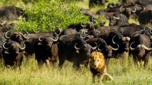 Ανήμπορο λιοντάρι απέναντι σε κοπάδι βουβαλιών! [photos] - Φωτογραφία 1