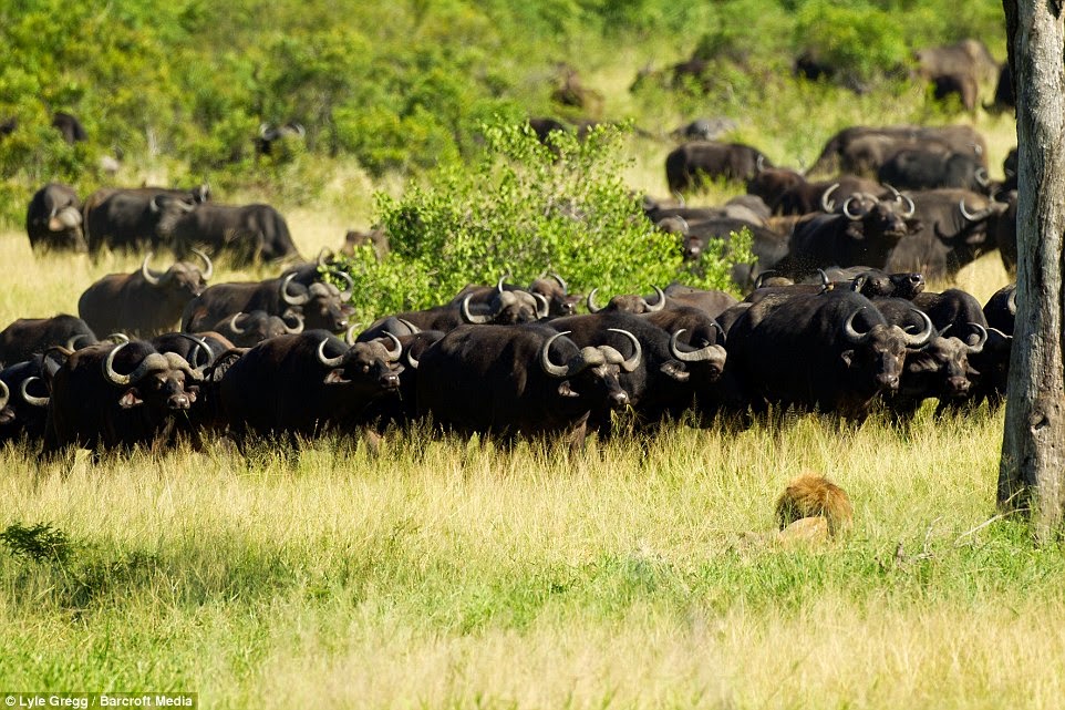 Ανήμπορο λιοντάρι απέναντι σε κοπάδι βουβαλιών! [photos] - Φωτογραφία 10