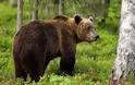 Αναστάτωση προκάλεσε αρκούδα στα Τρίκαλα