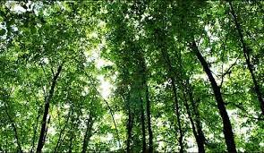 Δεκάδες οι νέες επεμβάσεις στα δάση βάσει νέων ρυθμίσεων - Φωτογραφία 1