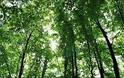 Δεκάδες οι νέες επεμβάσεις στα δάση βάσει νέων ρυθμίσεων