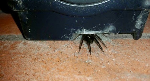 Αράχνες - τέρατα σπέρνουν τον τρόμο στους δρόμους της Αγγλίας! [photo] - Φωτογραφία 2
