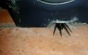 Αράχνες - τέρατα σπέρνουν τον τρόμο στους δρόμους της Αγγλίας! [photo] - Φωτογραφία 2