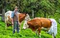 Γερμανοί κτηνοτρόφοι φόρεσαν... πάνες στις αγελάδες τους - Φωτογραφία 1