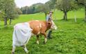 Γερμανοί κτηνοτρόφοι φόρεσαν... πάνες στις αγελάδες τους - Φωτογραφία 2