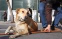 Ο δεύτερος θάνατος του «Λουκάνικου» - Ο σκύλος των μεγάλων διαδηλώσεων έχει πεθάνει από τις 24 Μαΐου του 2014