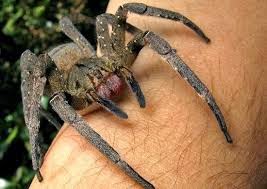 ΣΚΛΗΡΕΣ ΕΙΚΟΝΕΣ: Το τσίμπημα της αράχνης που προκάλεσε αλλεργία... [photos] - Φωτογραφία 1