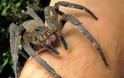 ΣΚΛΗΡΕΣ ΕΙΚΟΝΕΣ: Το τσίμπημα της αράχνης που προκάλεσε αλλεργία... [photos]