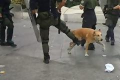Nα ΓΙΑΤΙ πέθανε ο ΛΟΥΚΑΝΙΚΟΣ...Δείτε το βίντεο που τον έκανε φίρμα παγκοσμίως! [video]