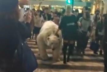 Έχουν ξεφύγει στο Τόκιο - Μυστηριώδης ξανθιά γυναίκα βγήκε βόλτα με μια... πολική αρκούδα [video] - Φωτογραφία 1