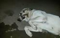 Απίστευτη αγριότητα: Πυροβόλησαν σκύλο στο στόμα στην Κλειτορία Καλαβρύτων - Φωτογραφία 2