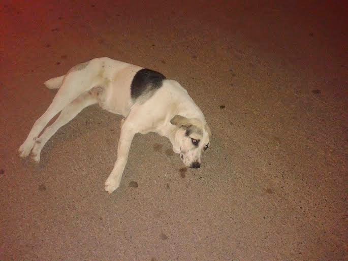 SOS: Σκυλάκος πυροβολημένος στο στόμα στη Κλειτορια Καλαβρύτων. Μπορείτε να βοηθήσετε; - Φωτογραφία 2
