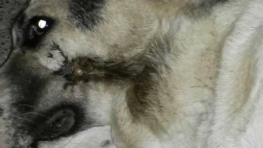 SOS: Σκυλάκος πυροβολημένος στο στόμα στη Κλειτορια Καλαβρύτων. Μπορείτε να βοηθήσετε; - Φωτογραφία 3
