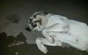 SOS: Σκυλάκος πυροβολημένος στο στόμα στη Κλειτορια Καλαβρύτων. Μπορείτε να βοηθήσετε; - Φωτογραφία 1