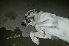 SOS: Σκυλάκος πυροβολημένος στο στόμα στη Κλειτορια Καλαβρύτων. Μπορείτε να βοηθήσετε;