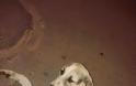 SOS: Σκυλάκος πυροβολημένος στο στόμα στη Κλειτορια Καλαβρύτων. Μπορείτε να βοηθήσετε; - Φωτογραφία 4