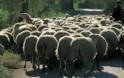 Πρόβατα σε τιμή ευκαιρίας: Ο δήμος Πολυγύρου πουλάει κατασχεμένο κοπάδι