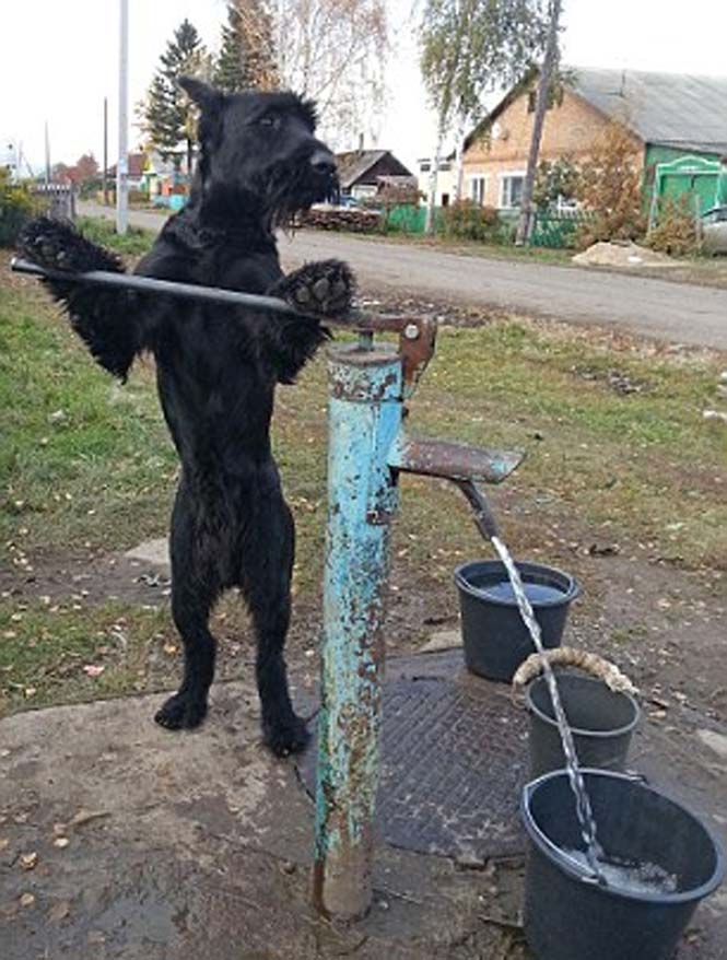 Αυτός είναι ο σκύλος που έγινε… αγρότης [photos] - Φωτογραφία 3
