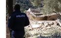 Ανθρωποκυνηγητό για τους δράστες της έκρηξης στη Κρήτη [photos] - Φωτογραφία 5
