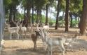 Ζωολογικός κήπος στη Λάρισα λειτουργεί παράνομα πάνω από 10 χρόνια