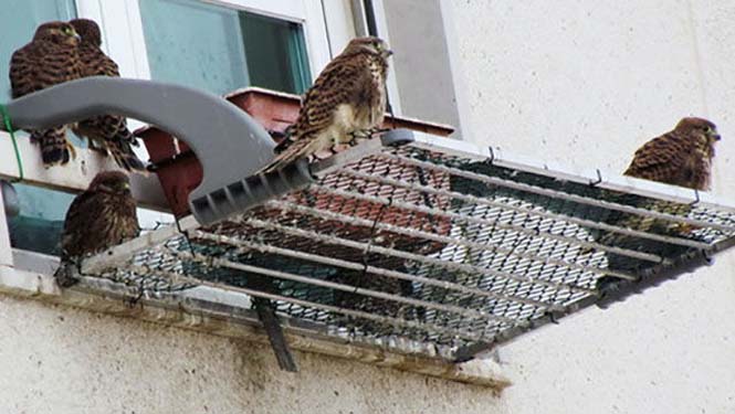 Ένα πτηνό που δεν περιμένεις να δεις στο παράθυρο μιας πολυκατοικίας στην πόλη - Φωτογραφία 7