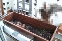 Ένα πτηνό που δεν περιμένεις να δεις στο παράθυρο μιας πολυκατοικίας στην πόλη