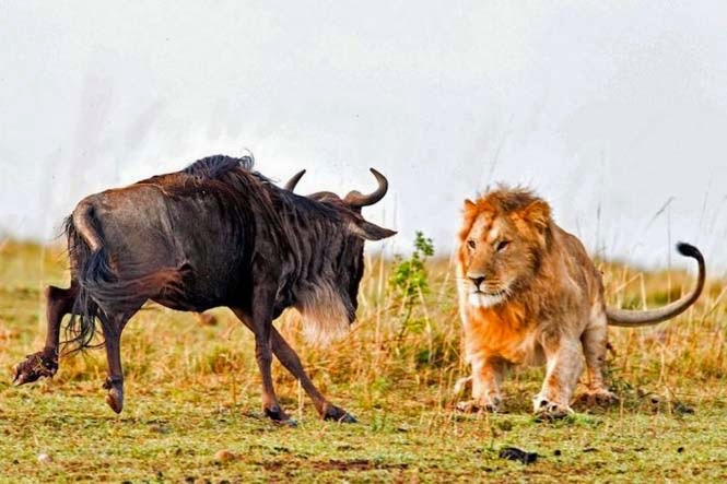 Η άγρια πλευρά της φύσης σε 8 υπέροχες φωτογραφίες - Δείτε την μάχη ενός λιονταριού με ένα γκνου - Φωτογραφία 1