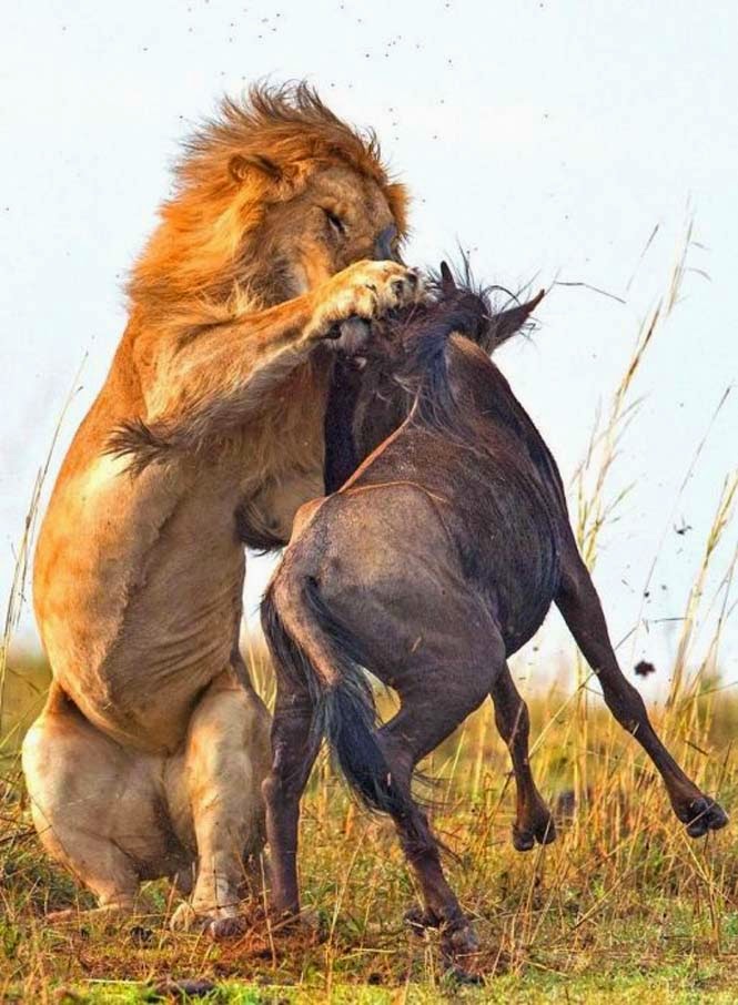 Η άγρια πλευρά της φύσης σε 8 υπέροχες φωτογραφίες - Δείτε την μάχη ενός λιονταριού με ένα γκνου - Φωτογραφία 4