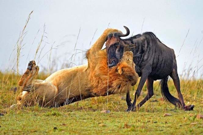 Η άγρια πλευρά της φύσης σε 8 υπέροχες φωτογραφίες - Δείτε την μάχη ενός λιονταριού με ένα γκνου - Φωτογραφία 6