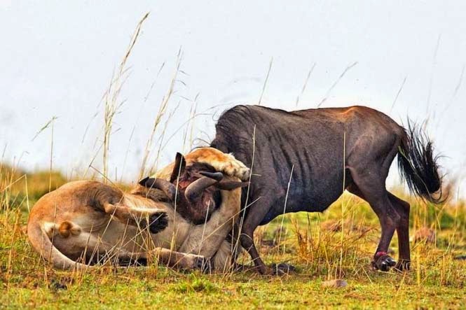 Η άγρια πλευρά της φύσης σε 8 υπέροχες φωτογραφίες - Δείτε την μάχη ενός λιονταριού με ένα γκνου - Φωτογραφία 7