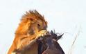 Η άγρια πλευρά της φύσης σε 8 υπέροχες φωτογραφίες - Δείτε την μάχη ενός λιονταριού με ένα γκνου - Φωτογραφία 4