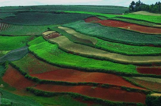 Πανδαισία χρωμάτων στους αγρούς της Κίνας! - Φωτογραφία 6