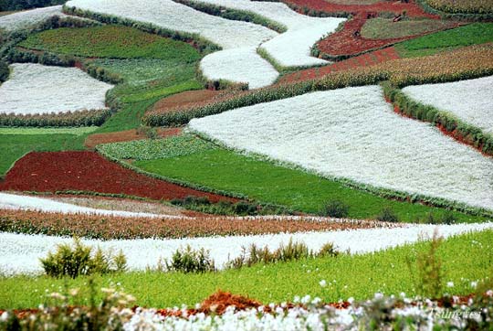 Πανδαισία χρωμάτων στους αγρούς της Κίνας! - Φωτογραφία 9