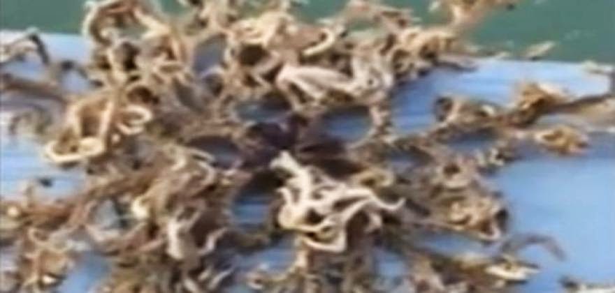Ψαράς αλίευσε ένα απόκοσμο θαλάσσιο-τέρας! Δείτε το ΣΟΚαριστικό βίντεο! - Φωτογραφία 1