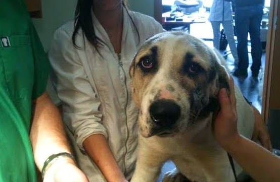 Σε κτηνιατρείο στην Πάτρα η σκυλίτσα της Κλειτοριας Καλαβρύτων που δέχθηκε πυροβολισμό στο στόμα - Φωτογραφία 1