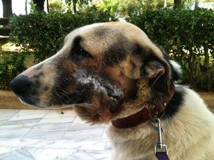 Σε κτηνιατρείο στην Πάτρα η σκυλίτσα της Κλειτοριας Καλαβρύτων που δέχθηκε πυροβολισμό στο στόμα - Φωτογραφία 3