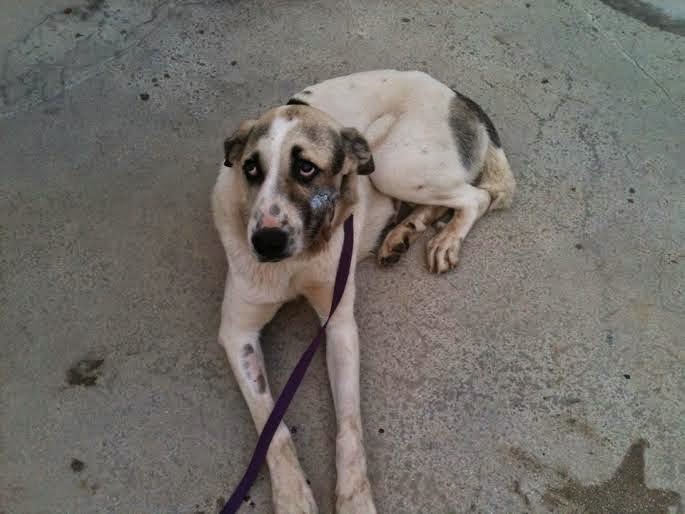 Σε κτηνιατρείο στην Πάτρα η σκυλίτσα της Κλειτοριας Καλαβρύτων που δέχθηκε πυροβολισμό στο στόμα - Φωτογραφία 5