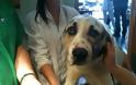 Σε κτηνιατρείο στην Πάτρα η σκυλίτσα της Κλειτοριας Καλαβρύτων που δέχθηκε πυροβολισμό στο στόμα - Φωτογραφία 1