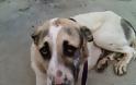 Σε κτηνιατρείο στην Πάτρα η σκυλίτσα της Κλειτοριας Καλαβρύτων που δέχθηκε πυροβολισμό στο στόμα - Φωτογραφία 2