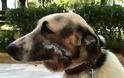 Σε κτηνιατρείο στην Πάτρα η σκυλίτσα της Κλειτοριας Καλαβρύτων που δέχθηκε πυροβολισμό στο στόμα - Φωτογραφία 3